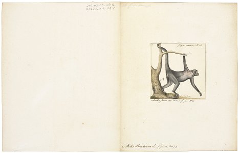 Ateles paniscus - 1829-1867 - Print - Iconographia Zoologica - Special Collections University of Amsterdam - UBA01 IZ20200106