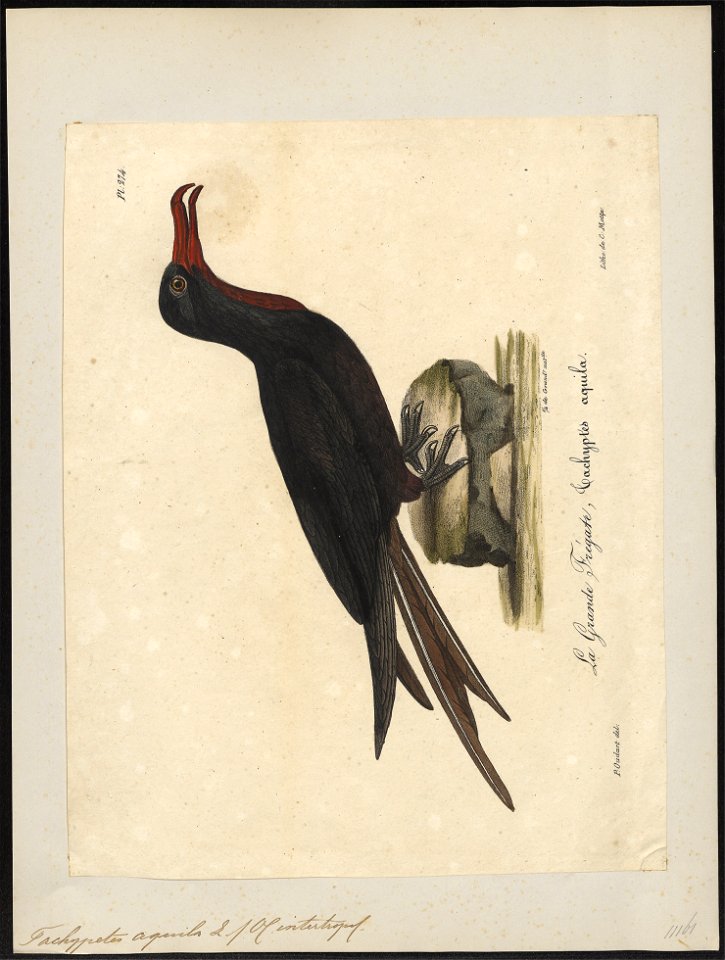 Atagen aquilus - 1825-1834 - Print - Iconographia Zoologica - Special Collections University of Amsterdam - UBA01 IZ18000185