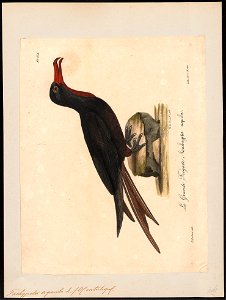 Atagen aquilus - 1825-1834 - Print - Iconographia Zoologica - Special Collections University of Amsterdam - UBA01 IZ18000185