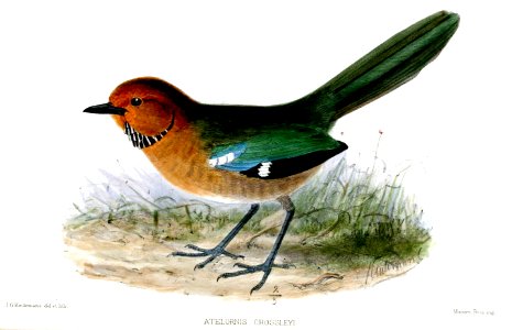 AtelornisCrossleyiKeulemans