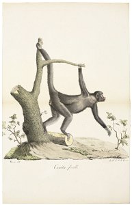 Ateles paniscus - 1818-1842 - Print - Iconographia Zoologica - Special Collections University of Amsterdam - UBA01 IZ20200105