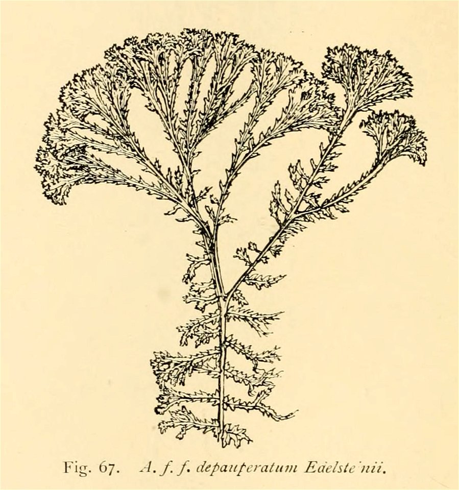 Athyrium filix-femina 'Depauperatum Edelsteinii'