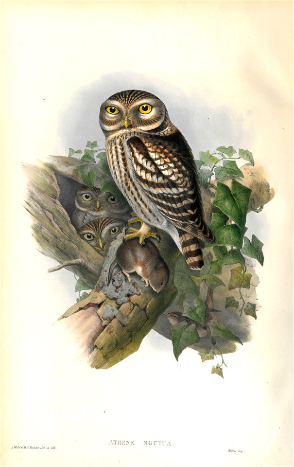 Athene Noctua