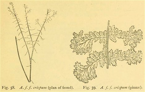 Athyrium filix-femina 'Crispum'