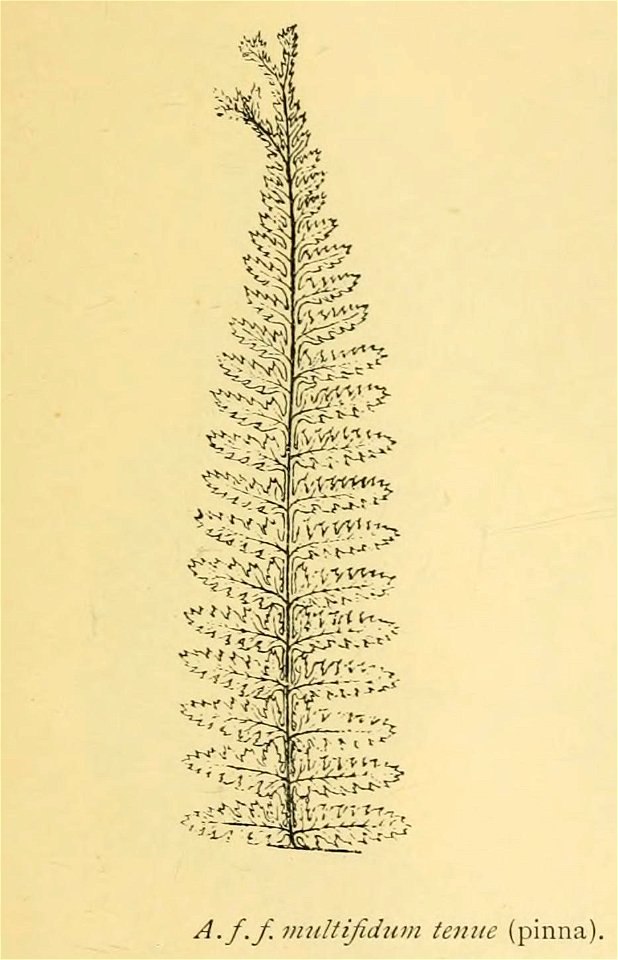 Athyrium filix-femina 'Multifidum Tenue'