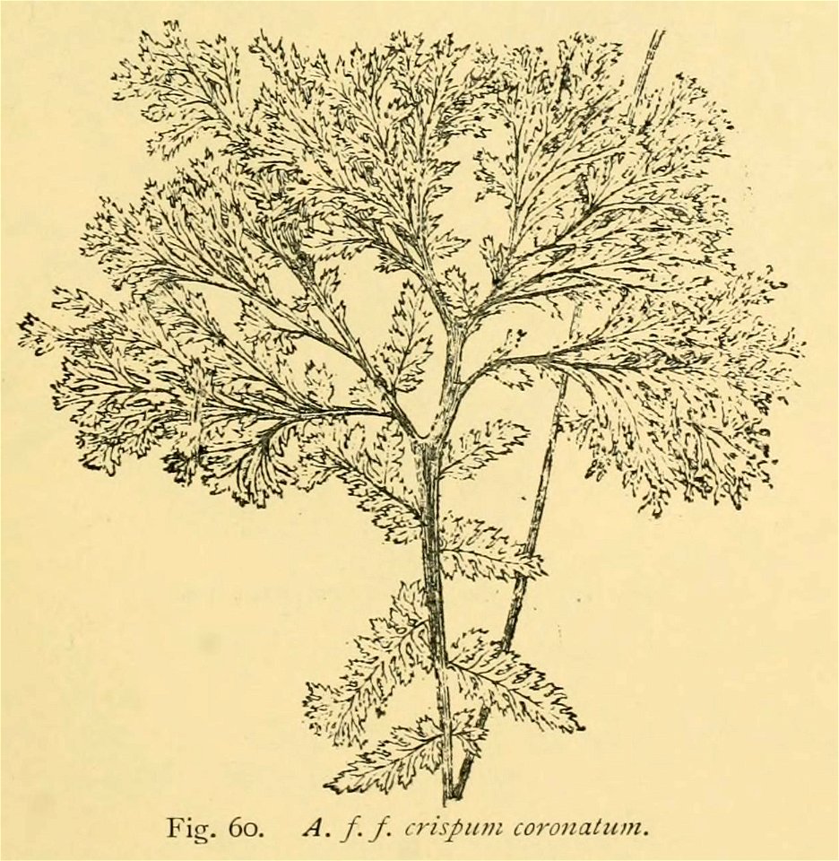 Athyrium filix-femina 'Crispum Coronatum'