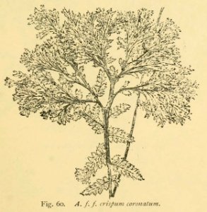 Athyrium filix-femina 'Crispum Coronatum'