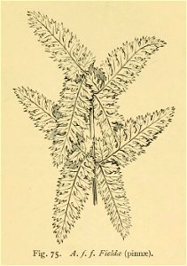 Athyrium filix-femina 'Fieldae'