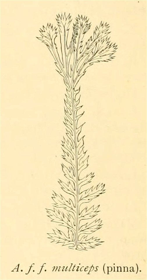 Athyrium filix-femina 'Multiceps'