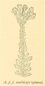 Athyrium filix-femina 'Multiceps'