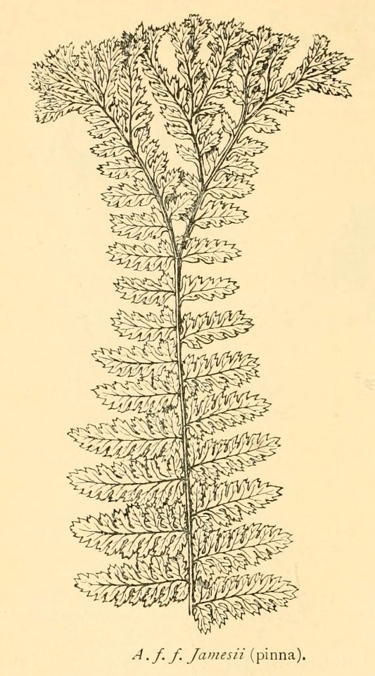 Athyrium filix-femina 'Jamesii'