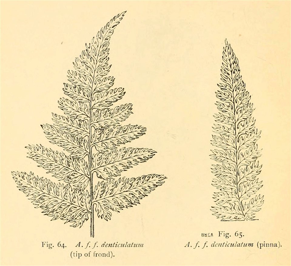 Athyrium filix-femina 'Denticulatum'
