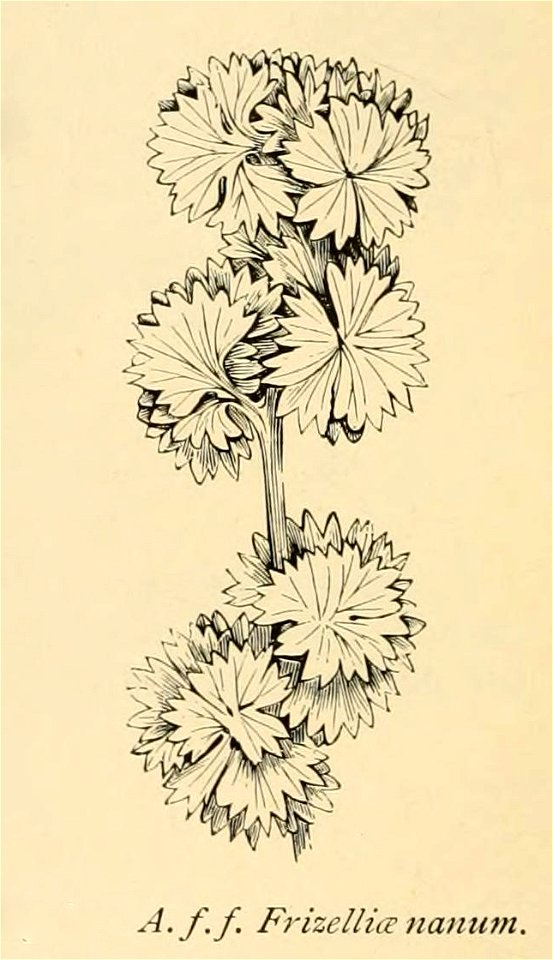 Athyrium filix-femina 'Frizelliae Nanum'