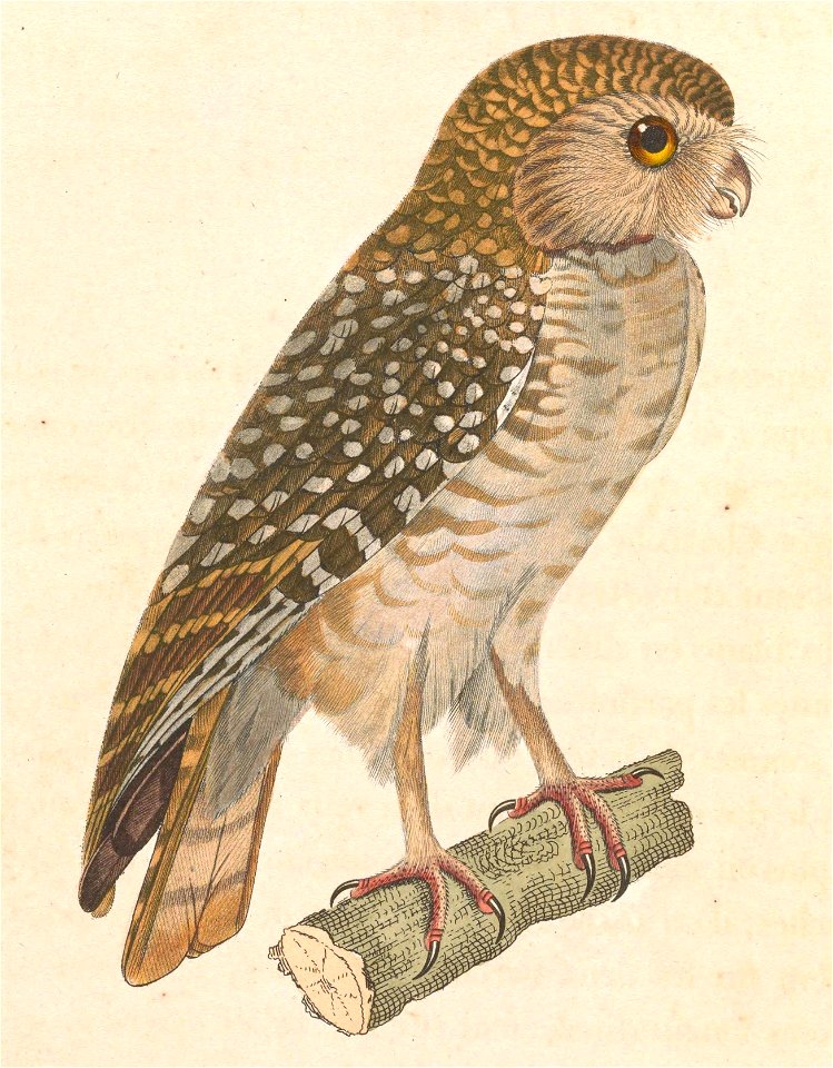 Athene cunicularia 1838
