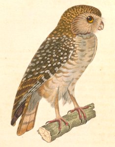 Athene cunicularia 1838. Free illustration for personal and commercial use.