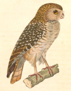 Athene cunicularia 1838