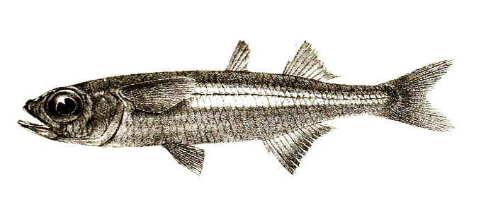 Atherina forskalii Ford 71
