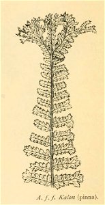 Athyrium filix-femina 'Kalon'