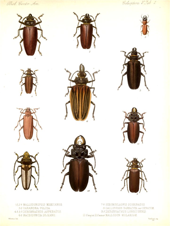 BCA - Coleoptera Vol V Tab 1