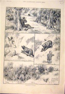 Bear-Shooting in Kashmir