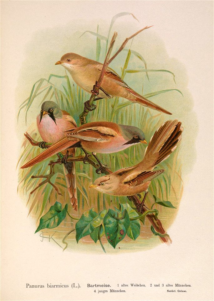 Beardedtit46