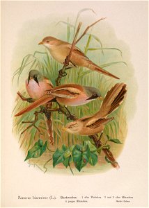 Beardedtit46