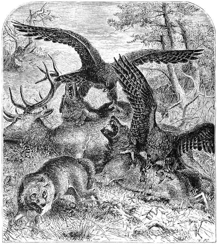 BEARCOOTS AND WOLVES