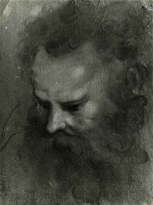Beccafumi - Testa di Giona, inv. 51