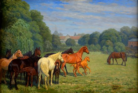 Becker-Heyer Pferde auf der Koppel