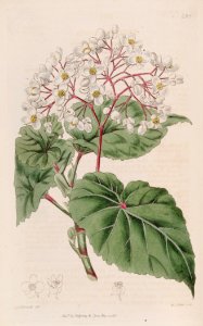 Begonia capensis