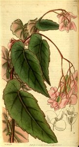 Begonia incarnata 2. Free illustration for personal and commercial use.