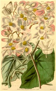 Begonia minor (2)