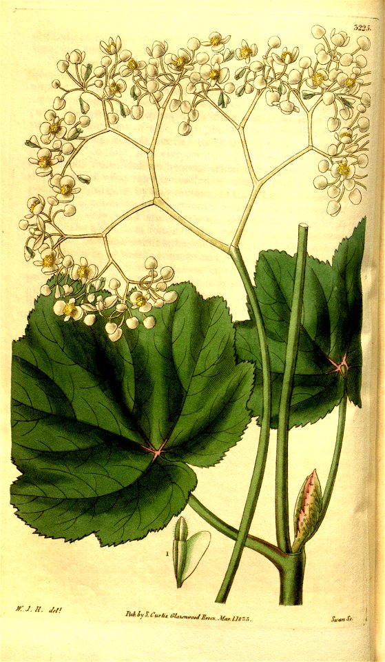Begonia reniformis