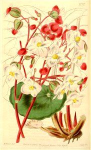 Begonia albococcinea