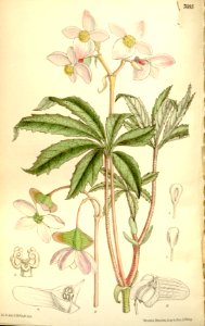 Begonia hemsleyana