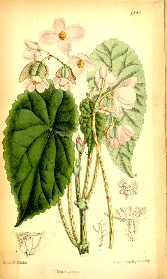 Begonia johnstonii