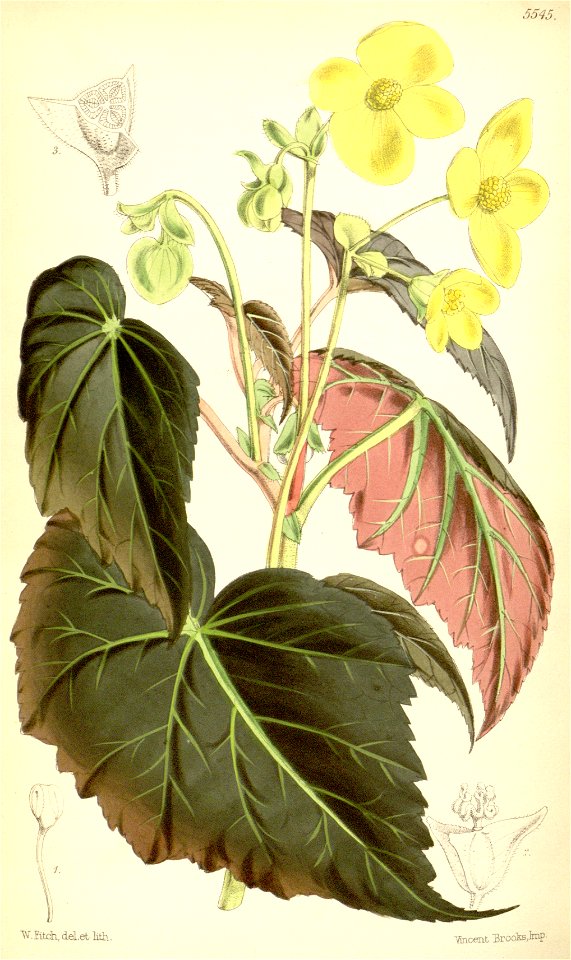 Begonia pearcei. Free illustration for personal and commercial use.
