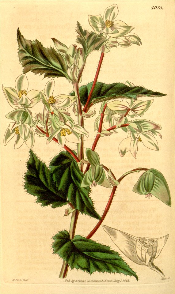 Begonia acutifolia