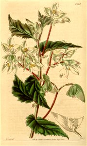 Begonia acutifolia
