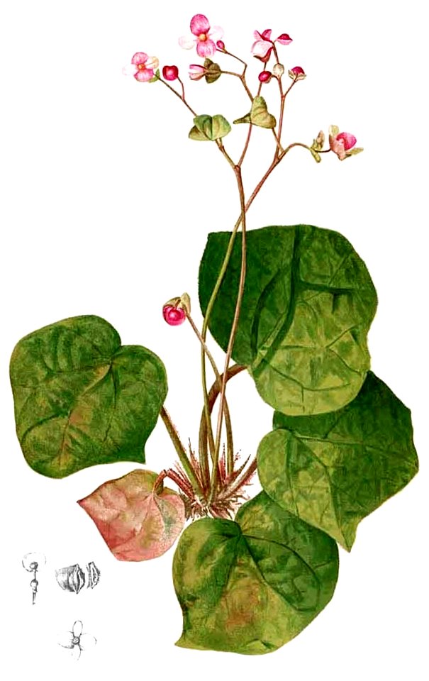 Begonia rhombicarpa Blanco2.413-cropped
