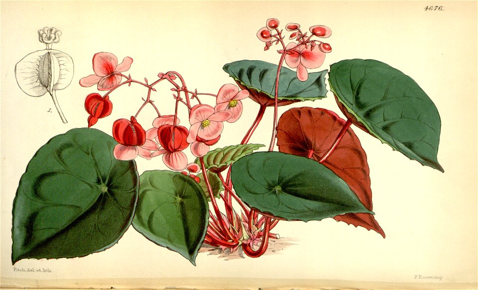 Begonia coriacea