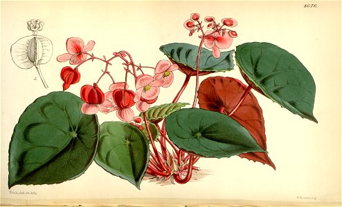 Begonia coriacea. Free illustration for personal and commercial use.