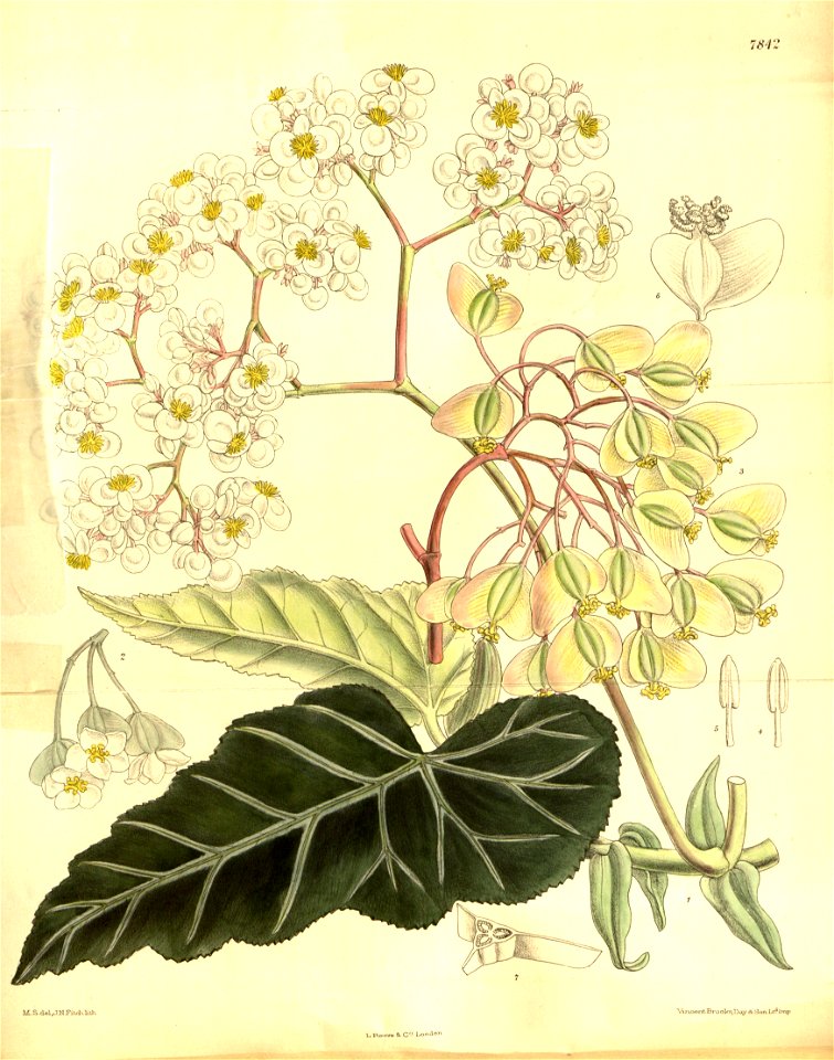 Begonia angularis