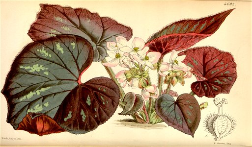 Begonia tenera. Free illustration for personal and commercial use.