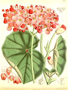 Begonia cyathophora. Free illustration for personal and commercial use.