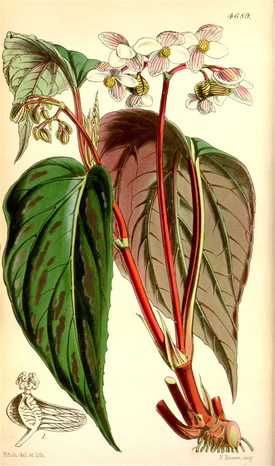 Begonia hatacoa var. hatacoa