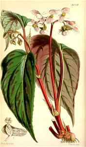Begonia hatacoa var. hatacoa. Free illustration for personal and commercial use.