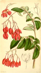 Begonia fuchsioides