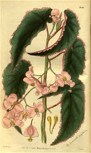 Begonia incarnata. Free illustration for personal and commercial use.