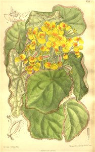 Begonia modica 135-8258